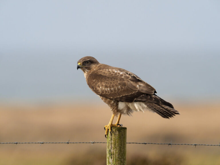 Common,Buzzard,,Buteo,Buteo,,Single,Bird,On,Post,,Islay,,Hebrides,