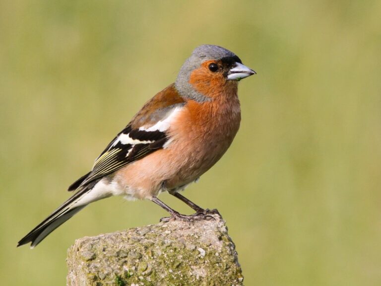vink